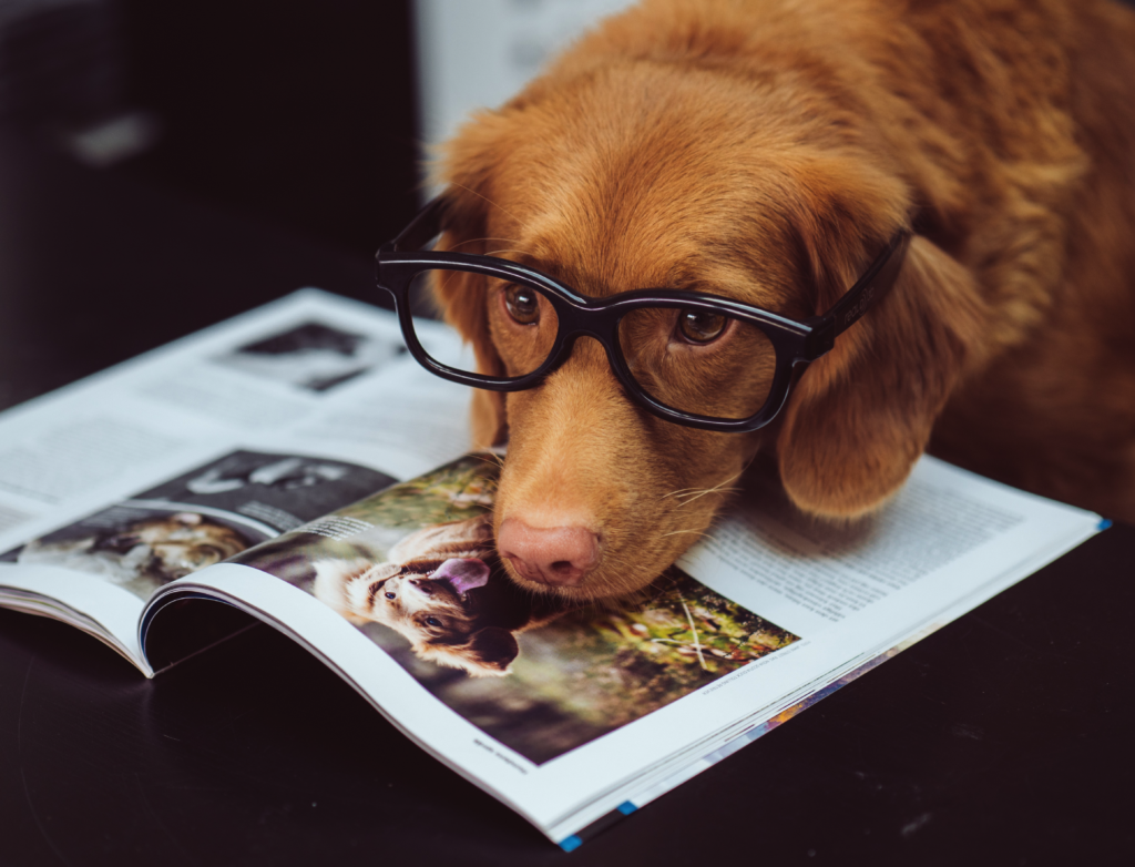 Her finder du træningsdatoer og tider til den lettere trænede hund (avanceret novice)