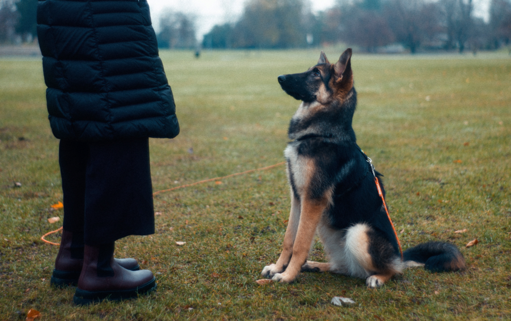 Her finder du træningsdatoer og tider til den trænede hund (den kompetente)