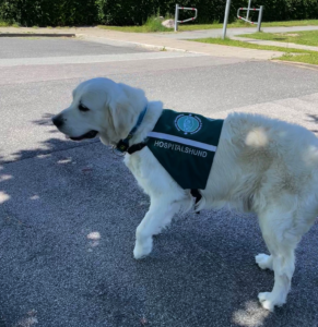 Hospitalshund Snoopy