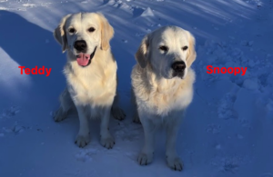 Hospitalshunde/Terapihunde